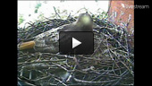 Hawk Cam